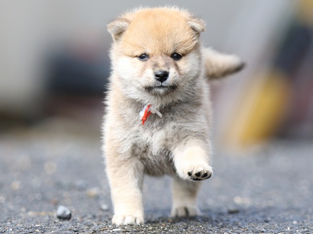 FP5A8826-puupy-shibainu FP5A8826-puupy-shibainu