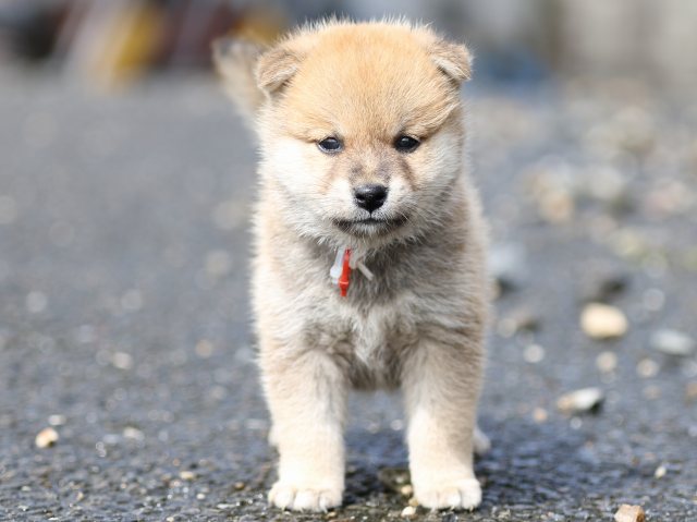 FP5A8850-puupy-shibainu FP5A8850-puupy-shibainu