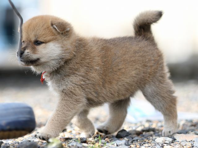 FP5A8872-puupy-shibainu FP5A8872-puupy-shibainu