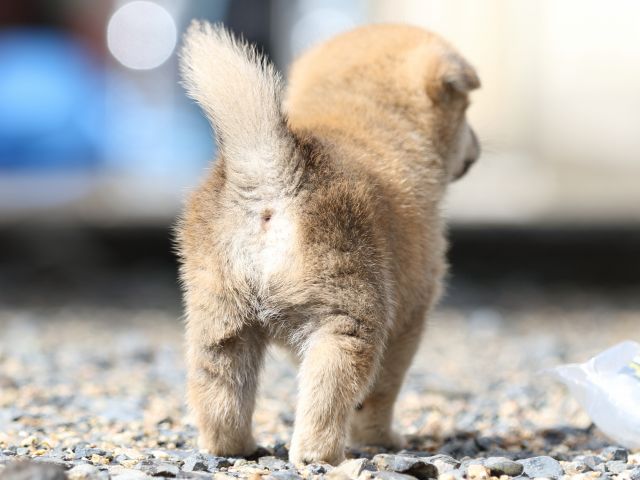FP5A8881-puupy-shibainu FP5A8881-puupy-shibainu