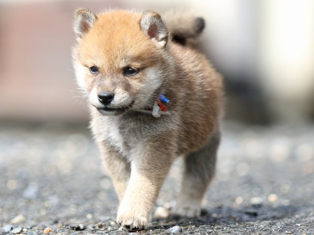 FP5A8954-puupy-shibainu FP5A8954-puupy-shibainu