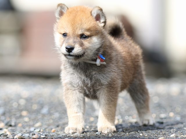 FP5A8960-puupy-shibainu FP5A8960-puupy-shibainu