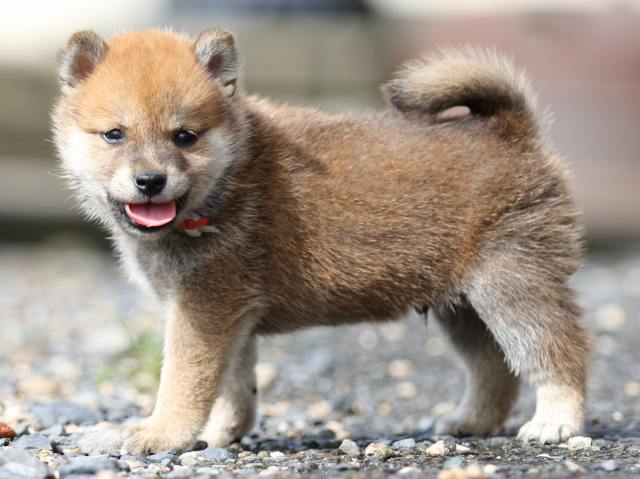 FP5A8988-puupy-shibainu FP5A8988-puupy-shibainu