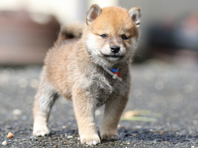 FP5A9012-puupy-shibainu FP5A9012-puupy-shibainu