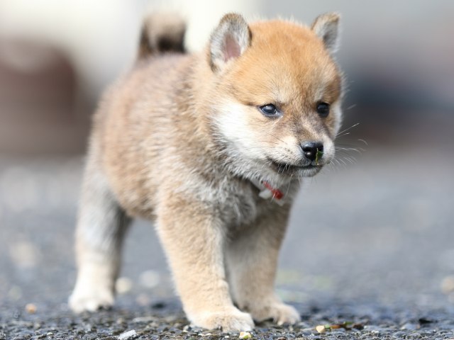 FP5A9030-puupy-shibainu FP5A9030-puupy-shibainu
