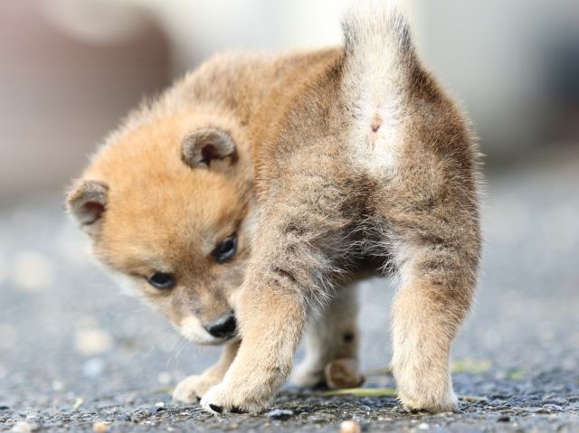 FP5A9045-puupy-shibainu FP5A9045-puupy-shibainu
