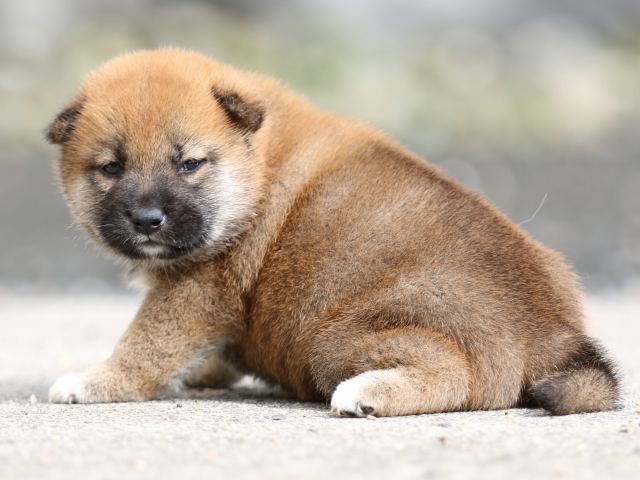FP5A9131-puupy-shibainu FP5A9131-puupy-shibainu