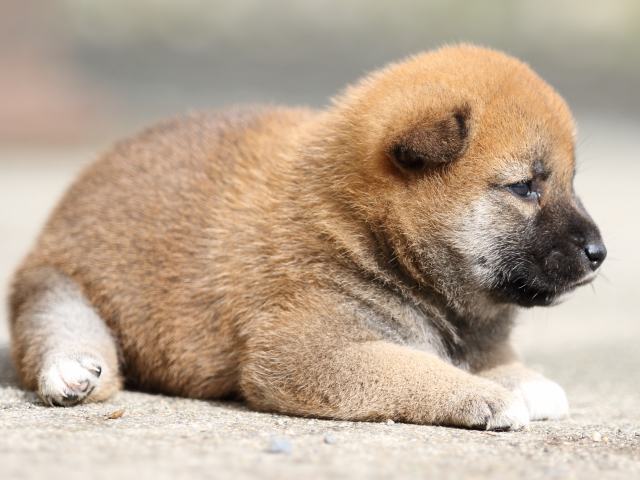FP5A9151-puupy-shibainu FP5A9151-puupy-shibainu