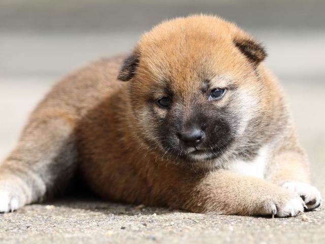 FP5A9153-puupy-shibainu FP5A9153-puupy-shibainu