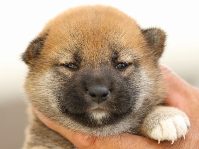 FP5A9174-puupy-shibainu FP5A9174-puupy-shibainu