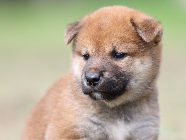 FP5A9393-puupy-shibainu FP5A9393-puupy-shibainu