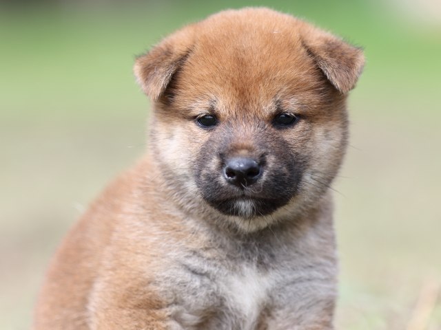 FP5A9394-puupy-shibainu FP5A9394-puupy-shibainu