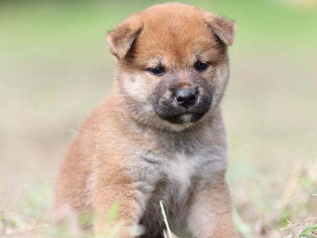 FP5A9401-puupy-shibainu FP5A9401-puupy-shibainu