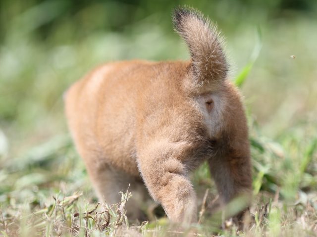FP5A9432-puupy-shibainu FP5A9432-puupy-shibainu