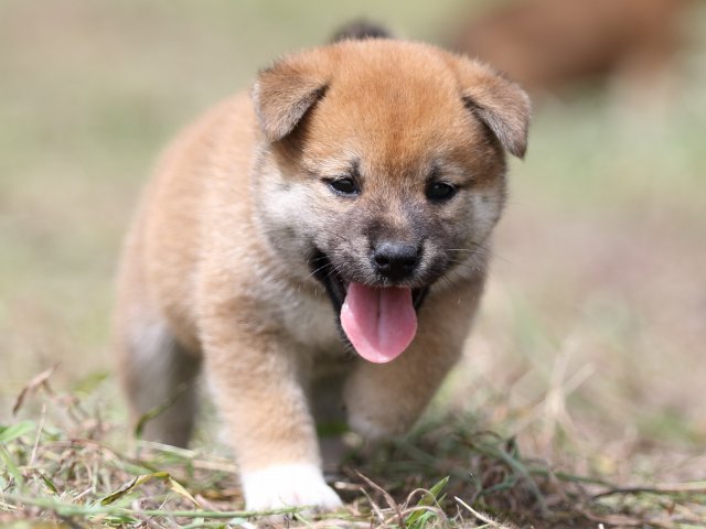 FP5A9451-puupy-shibainu FP5A9451-puupy-shibainu
