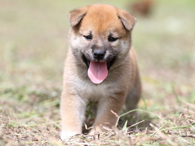 FP5A9459-puupy-shibainu FP5A9459-puupy-shibainu