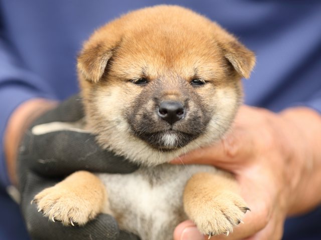 FP5A9512-puupy-shibainu FP5A9512-puupy-shibainu