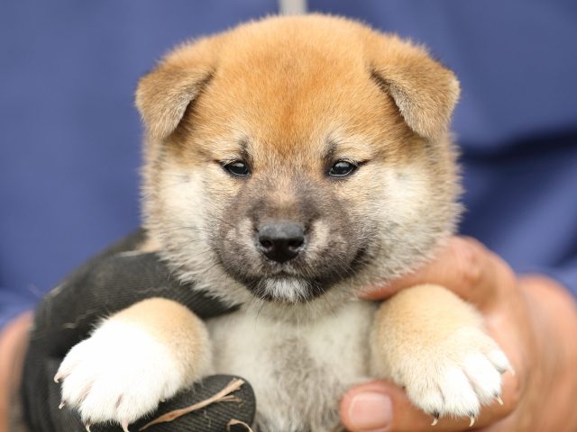 FP5A9515-puupy-shibainu FP5A9515-puupy-shibainu