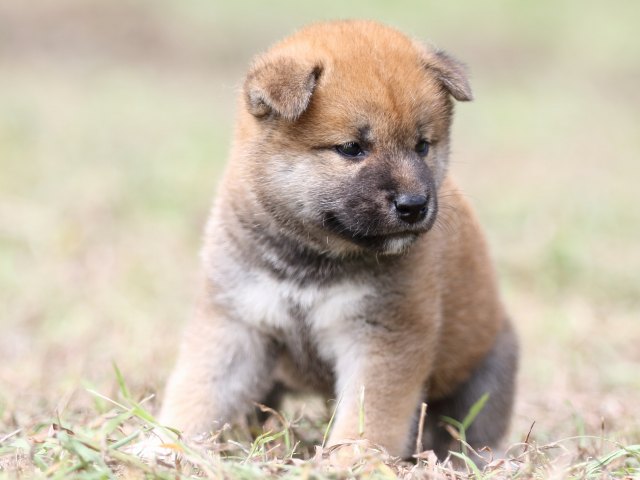 FP5A9532-puupy-shibainu FP5A9532-puupy-shibainu