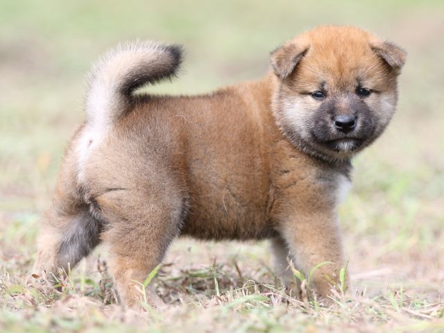 FP5A9557-puupy-shibainu FP5A9557-puupy-shibainu