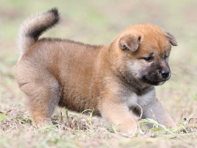 FP5A9566-puupy-shibainu FP5A9566-puupy-shibainu