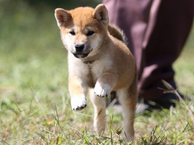 FP5A9585-puupy-shibainu FP5A9585-puupy-shibainu