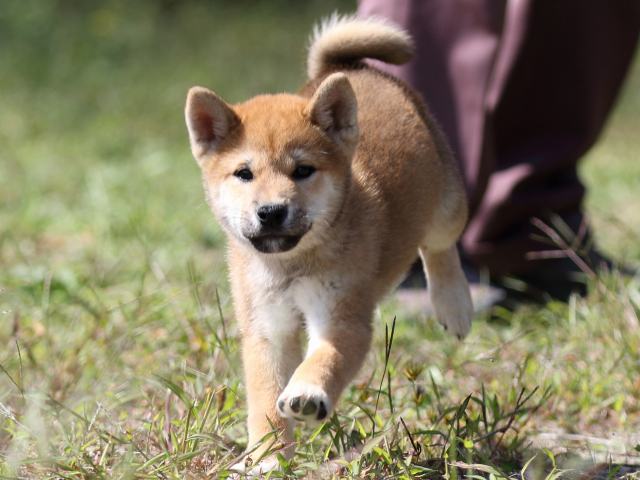 FP5A9586-puupy-shibainu FP5A9586-puupy-shibainu