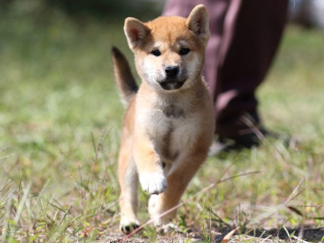 FP5A9588-puupy-shibainu FP5A9588-puupy-shibainu