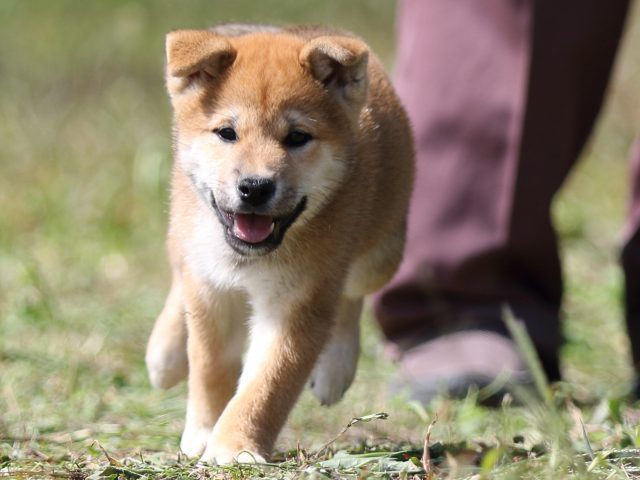 FP5A9591-puupy-shibainu FP5A9591-puupy-shibainu