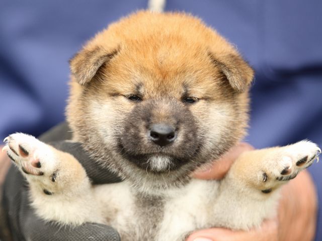 FP5A9605-puupy-shibainu FP5A9605-puupy-shibainu