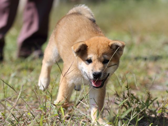 FP5A9605-puupy-shibainu FP5A9605-puupy-shibainu