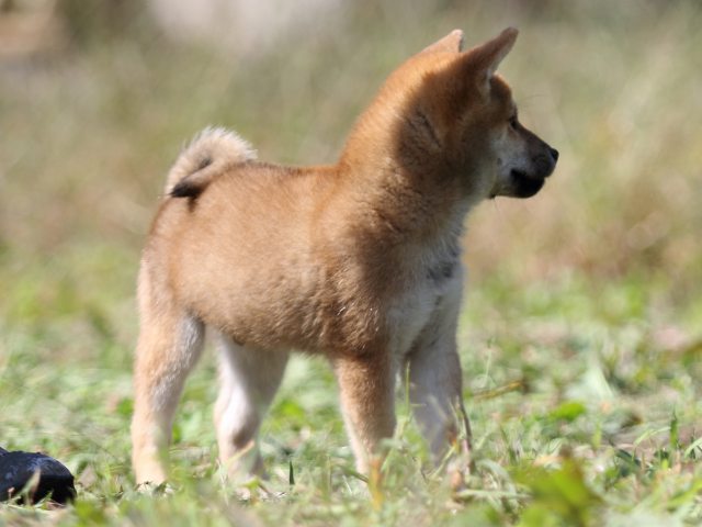FP5A9617-puupy-shibainu FP5A9617-puupy-shibainu