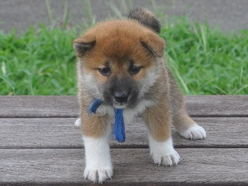 秀華子犬-shibainu 秀華子犬-shibainu