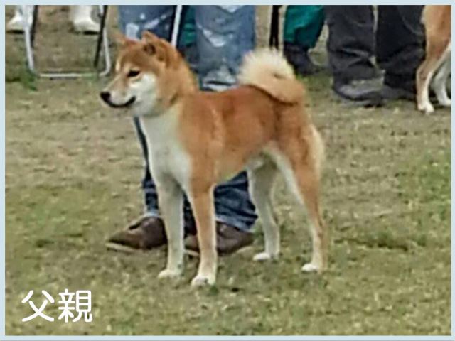 誉泰鳳-柴犬 誉泰鳳-柴犬