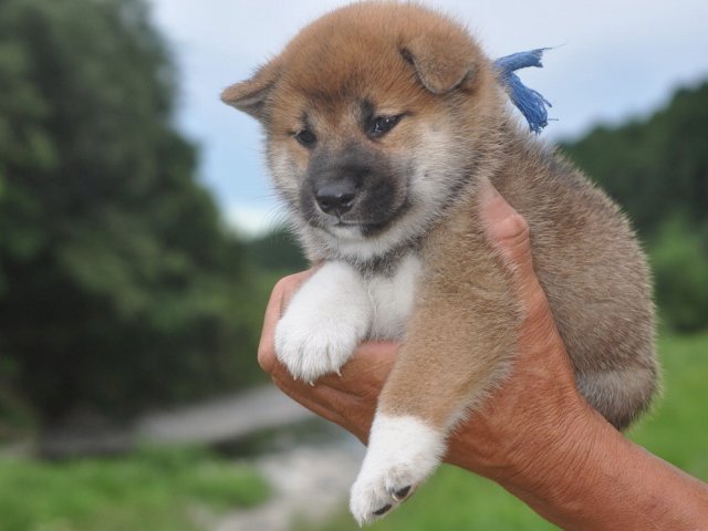 秀華子犬80-shibainu 秀華子犬80-shibainu