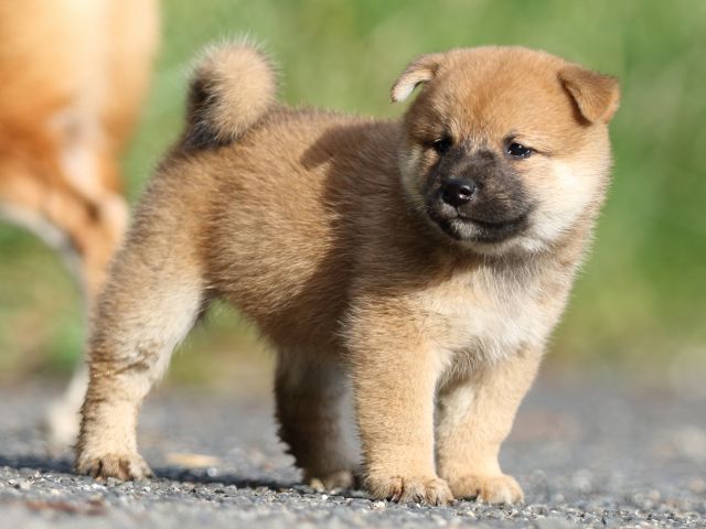 00000107-shibainu 00000107-shibainu