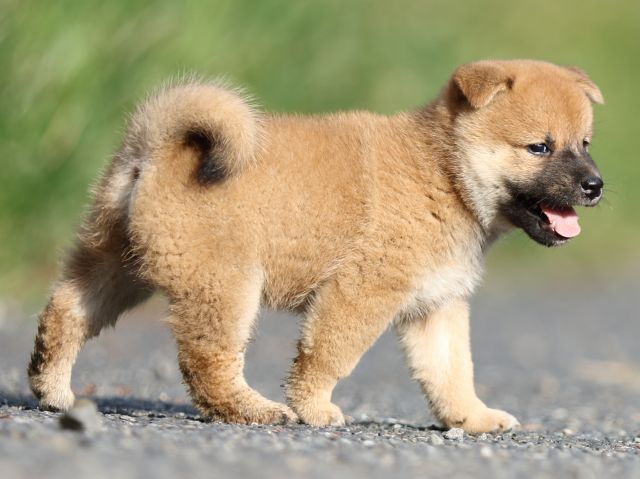 00000109-shibainu 00000109-shibainu