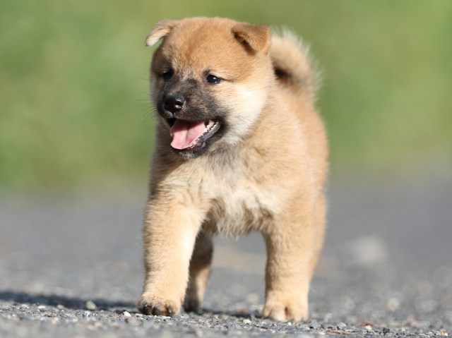 00000110-shibainu 00000110-shibainu