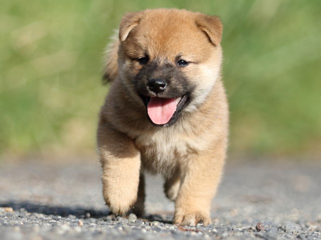 00000112-shibainu 00000112-shibainu