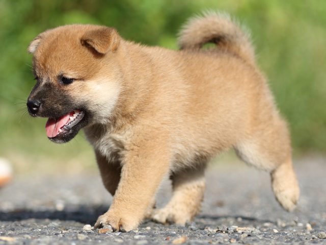 00000113-shibainu 00000113-shibainu