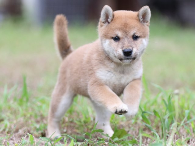 00000119-shibainu 00000119-shibainu