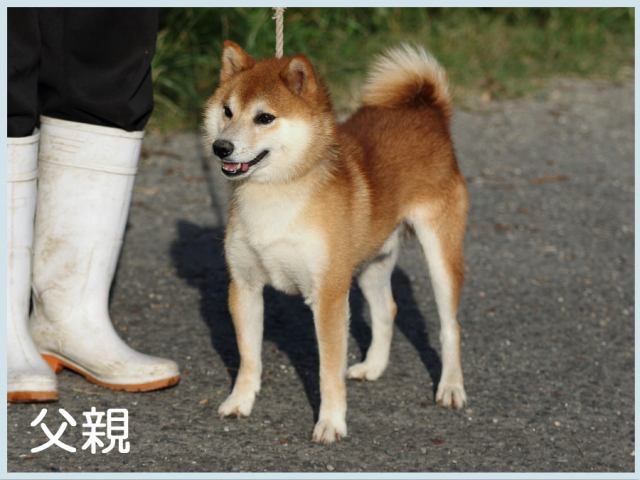 若波の桜寿号 若波の桜寿号