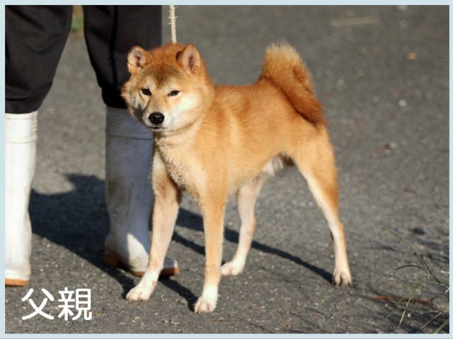 源侍号 源侍号
