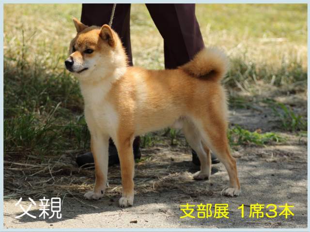 阪ノ葵玲瓏号 阪ノ葵玲瓏号
