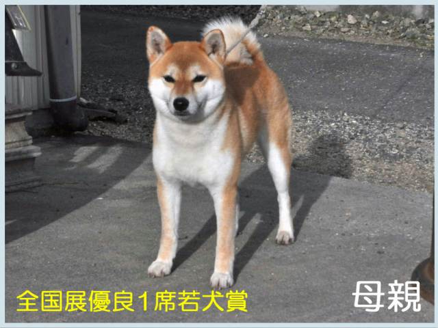 美舟号 美舟号