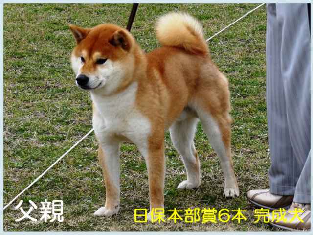 葵の鈴心号 葵の鈴心号