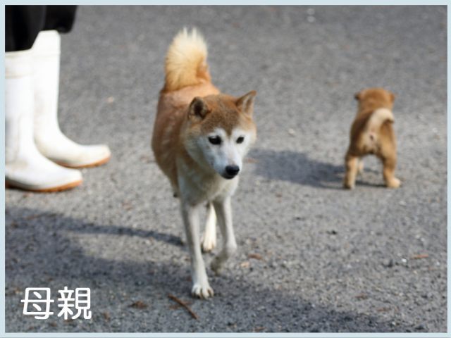 龍門の珠桜号 龍門の珠桜号