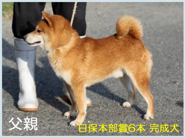 若波の将光号 若波の将光号