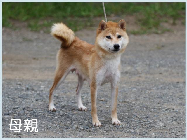 無双乃幸奴号 無双乃幸奴号