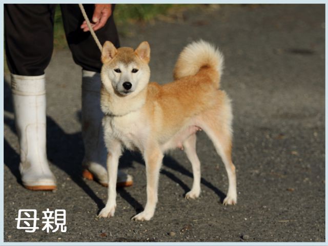龍門の源香号 龍門の源香号
